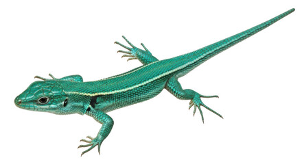 Isolated Green Lizard