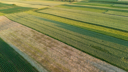 Aerial view of vibrant agricultural fields with varying shades of green and gold. This landscape...