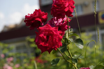 quantum Cambridge valentine roses on different scales and with macro photography