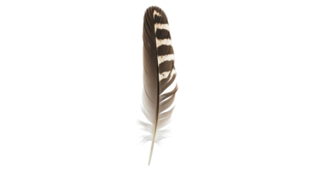 Isolated Feather