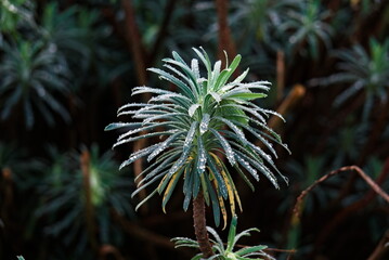 Plante et gouttes d'eau .