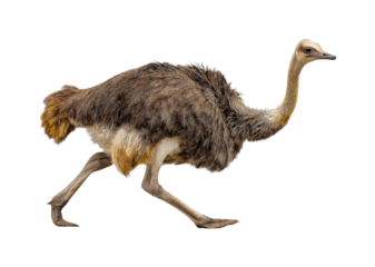 Running ostrich in motion wildlife sanctuary animal outdoors isolated on transparent background, png