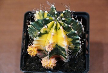 A vibrant Gymnocalycium mihanovichii cactus with its striking yellow and green variegation with pups sprout on the base