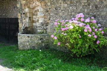 Blumen in  Saint-Pierre-en-Port, Normandie