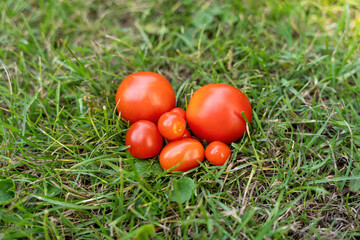 Plowed ripe tomatoes