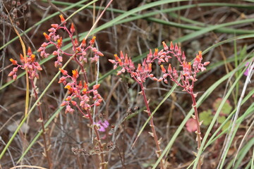 Lanceleaf Liveforever, Dudleya Lanceolata, a small group these amazing native herbs bloom under the...