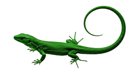 Isolated Green Lizard with Curled Tail