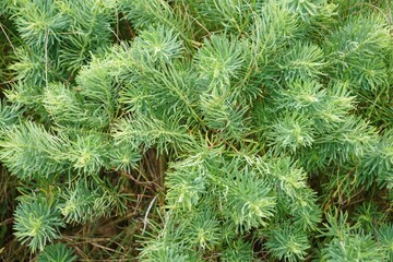 Closeup of Euphorbia cyparissias, showcasing its intricate, needle-like leaves.