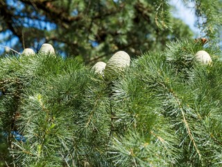Himalaya-Zeder or Deodar Zeder (Cedrus deodara) Saftig grüne Nadelbaumzweige mit weichen Nadeln...