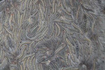 large group of caterpillars, which are the larval stage of moths or butterflies in closeup