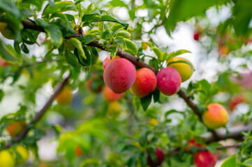 Ripe Red and Yellow Plums Growing on a Lush Green Tree Branch