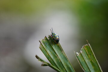 jewel bugs or metallic shield bugs resting on the leaf with white blurry background