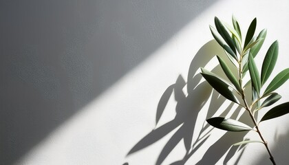olive branch leaves casting shadows on white textured wall background top view minimalist style mediterranean feel