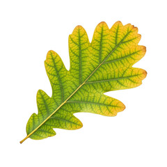 Fototapeta premium Single green and yellow oak leaf cutout representing autumn change and nature study