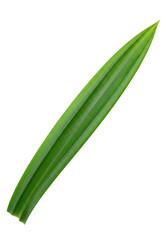 Obraz premium Single green pandan leaf cutout for food and drink flavors in tropical and Southeast Asian cuisine