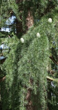 Himalaya-Zeder (Cedrus deodara). Anmutig weinende Zweige mit samtig gelbgr&uuml;nem Laub und weichen Nadeln in B&uuml;scheln, die tonnenf&ouml;rmige weibliche Zapfen tragen