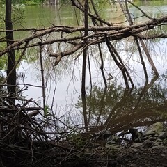 A pond is a basic system for collecting water