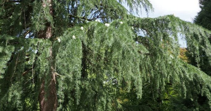 Himalaya-Zeder (Cedrus deodara) produziert horizontale Zweige mit anmutig herabh&auml;ngenden Trieben mit blaugr&uuml;nen weichen Nadeln und tonnenf&ouml;rmigen Zapfen