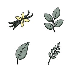 Hand drawn botanical illustrations of vanilla beans and various leaves in a simple grid layout