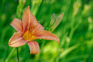 Beautiful orange daylily flower with a green background. 
