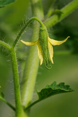 Beautiful yellow tomato flowers in close-up. 
