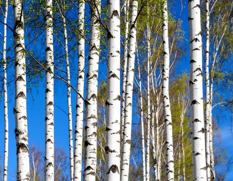 Birch trees against a clear blue sky