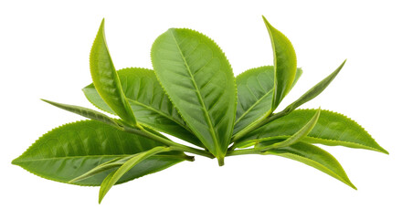 Isolated Green Tea Leaves