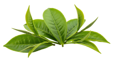 Isolated Green Tea Leaves