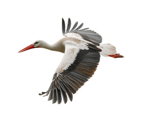 Graceful stork in flight nature scene animal open sky