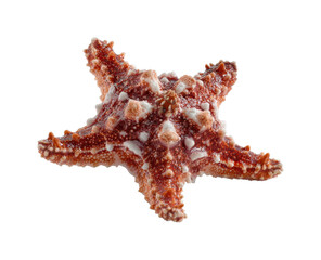 Starfish exploring the ocean floor marine environment