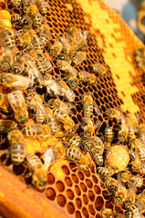 honeybees for a beekeeper at work at