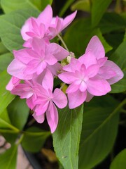 Inflorescence with pink flowers of hydrangea Doppio Rosa on a background of green leaves