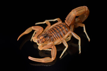 Closeup of the endemic Spanish yellow scorpion Buthus elongatus from Málaga, Andalusia, photographed on black background.