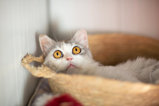 cute close up photo of persian cat with funny expression and big eyes. High quality photo