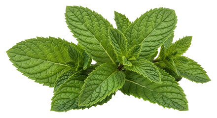 Isolated Mint Leaves