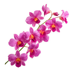 Obraz premium pink orchid isolated on white background