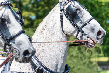 Portrait of two grey horses harnessed to a carriage. 