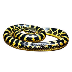 Fototapeta premium a snake isolated on transparent background
