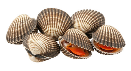 Isolated Group of Cockles
