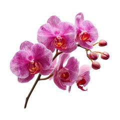 Fototapeta premium orchid isolated on white background- rosy orchid isolated on white background