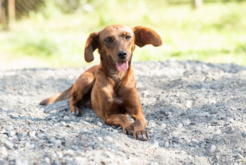 red small smooth coated dog with big sticking out ears lying on stones