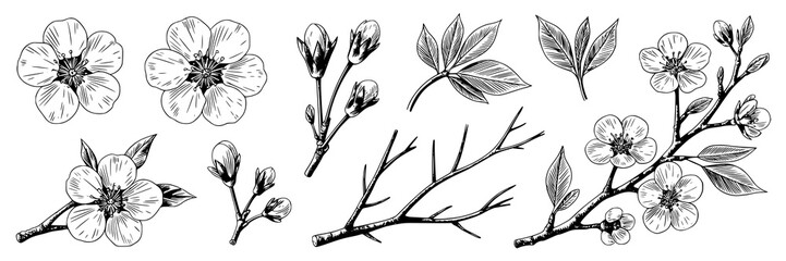 Monochrome line art illustration collection of cherry blossoms, buds, leaves, and branches. Hand-drawn botanical sketches, detailed ink pen drawings on white background. Decorative floral design eleme