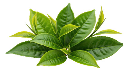 Isolated tea leaves