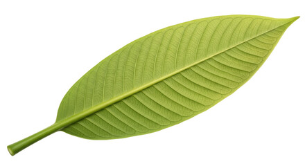 Isolated single green leaf