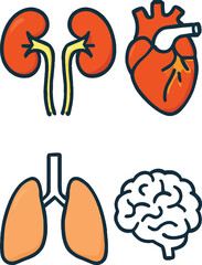 Four human organs kidneys heart lungs and brain in a cartoon style