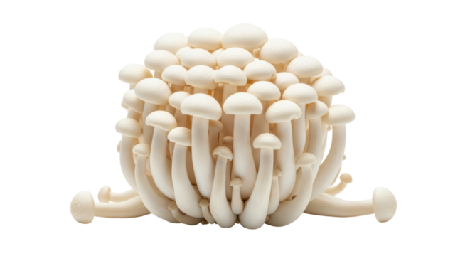 Isolated white beech mushrooms