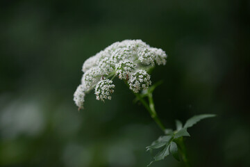 ニンジンの花