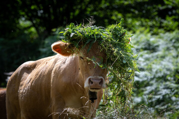 Funny photo of a cow with a wreath of green fern on her head. Latest fashion trend among French cows
