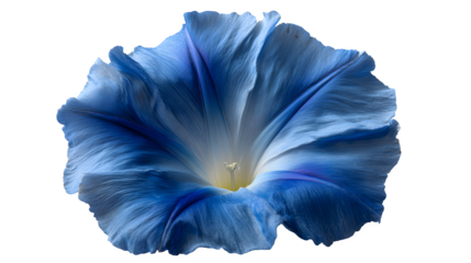 Morning glory flower in blue on white background 