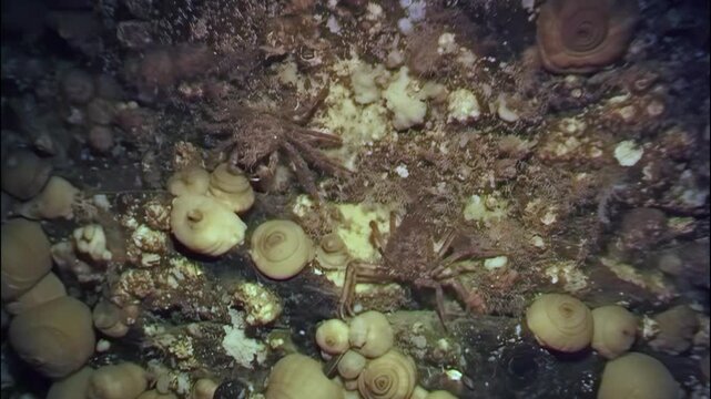 In the icy depths of the White Sea, spider crabs navigate rocky terrains amid diverse marine life. Discover their fascinating search for food in this serene yet vibrant undersea habitat.